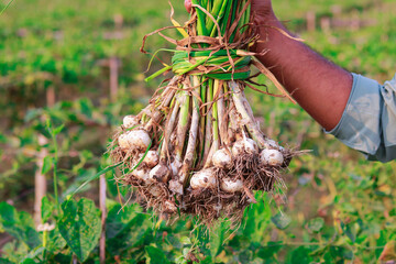 Farmer holding harvest of garlic in the field. Agricultural concept.
