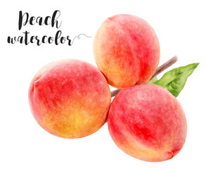 Watercolor illustration of peach fruit with branch close up. Design template for packaging, menu, postcards.