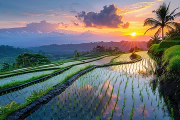 Foto op Canvas Green Rice fields on terraced during sunrise © meta