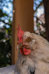 Schönes Huhn schaut in die Kamera