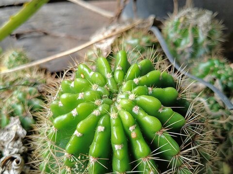 Closeup shot of Echinopsis calochlora