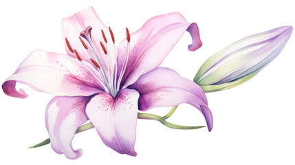 Simple Lily Floral Element in Watercolor on isolated Transparent background. PNG Format