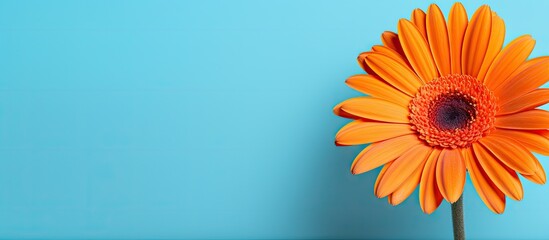 Orange flower close up on blue backdrop