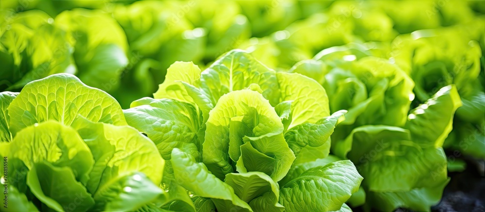 Wall mural Lettuce plants growing closely in a field