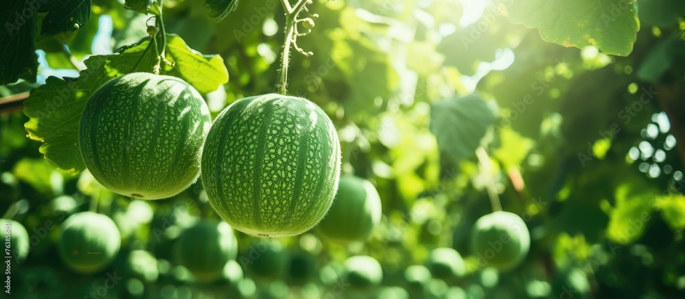 Sticker Three green melons hanging on tree in sunlight