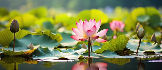 Gordijnen Lotus flowers blooming in pond with green leaves © Ilgun