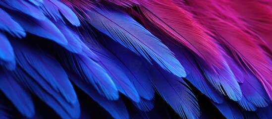 Close-up of vibrant bird plumage against dark backdrop - obrazy, fototapety, plakaty