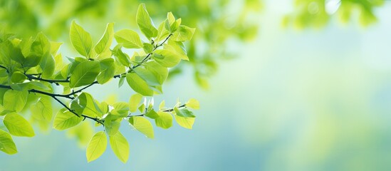 A close up of a branch of a tree with green leaves - obrazy, fototapety, plakaty