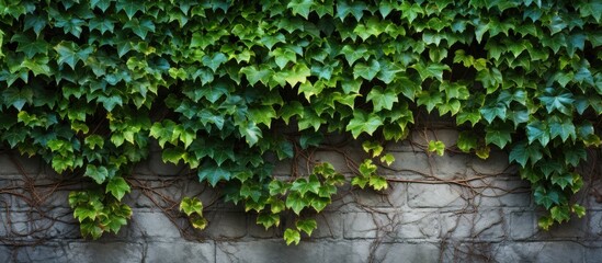 Green ivys covering a wall