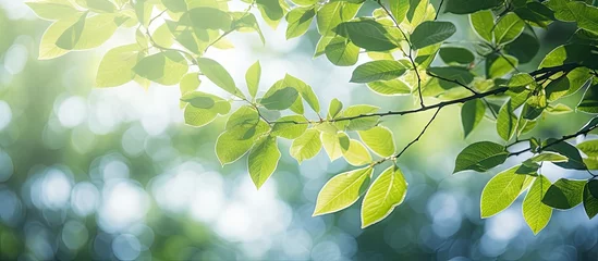Fotobehang Sunlight streaming through tree foliage in a woodland © Ilgun