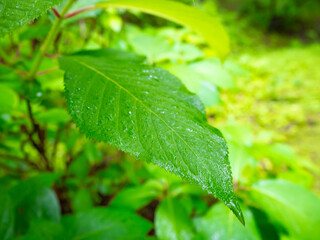 梅雨時期の雨上がりの水滴がついたみずみずしい緑色の葉っぱ