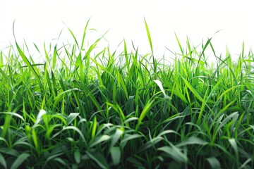 Obraz premium Green grass and white sky in the background.