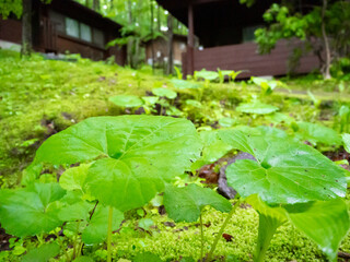 自然の中で雨にうたれた水のしたたる葉っぱ