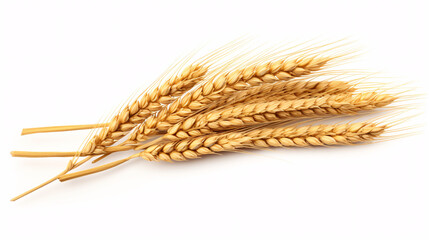 Ears of wheat isolated on white background.