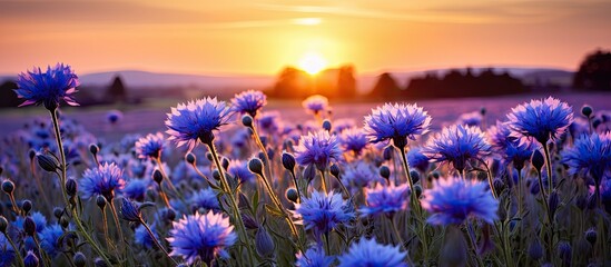 Purple wildflowers blooming in a meadow during sunset - obrazy, fototapety, plakaty