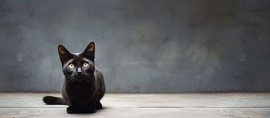A black cat resting on a cement ground