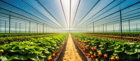 A greenhouse filled with rows of strawberries
