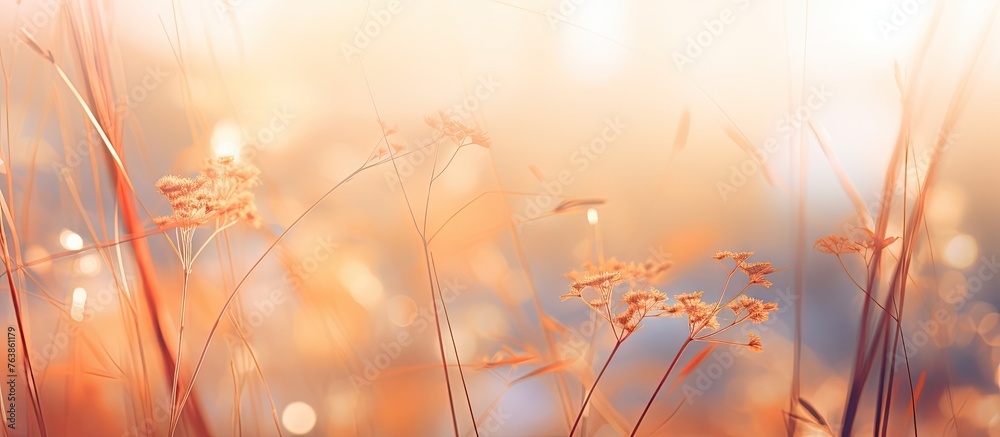 Wall mural Grassy field with blurred background