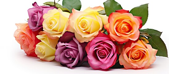 Many roses arranged on white surface