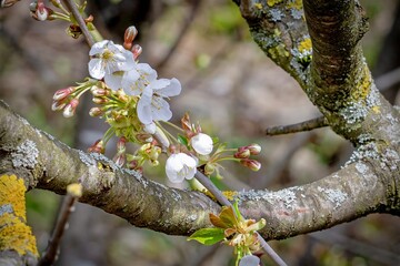 blooming tree in spring