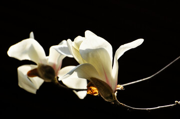  lovely magnolia blossom in springtime