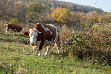 A grazing cow in the bushes.