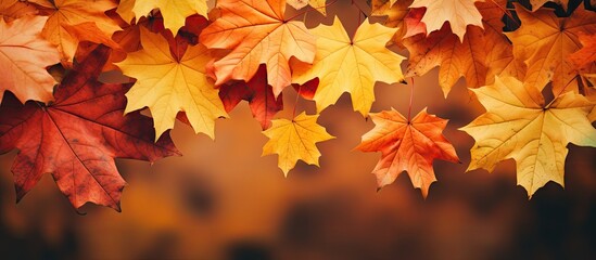 Naklejka na ściany i meble Autumn leaves close-up on tree branch