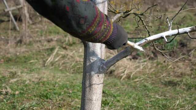 Whitening of a fruit tree with a mixture of lime. Gardening. Spring garden care.