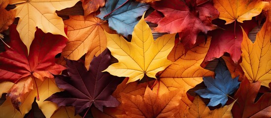 Naklejka na ściany i meble Colorful autumn leaves on wooden surface