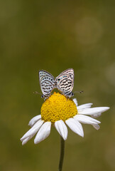 tiny butterflies mating on daisies, Little Tiger Blue, Tarucus balkanicus