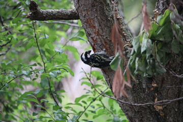 Woodpecker doing his pecking