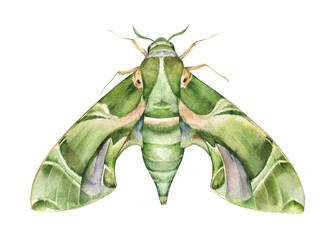 Watercolor the oleander hawk-moth or army green moth. Daphnis nerii isolated on white background. Hand drawn painting insect illustration.