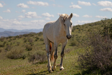 Obraz na płótnie Canvas White wild horse stallion in the Salt River wild horse management area near Scottsdale Arizona United States