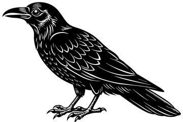  crow  silhouette  vector and illustration
