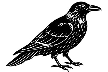  crow  silhouette  vector and illustration