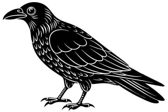 recommend clip art:  crow  silhouette  vector and illustration