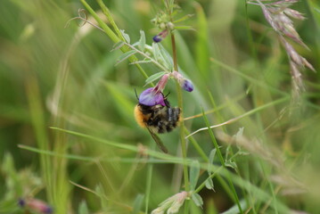 Bee on flower