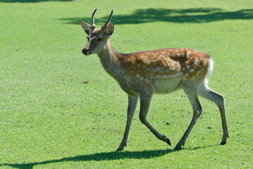 東大寺　奈良公園の鹿　奈良市
