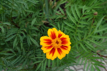 1 yellow and red flower of single flowered french marigolds in mid July