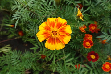 Close shot of yellow and red single flowered french marigolds in July