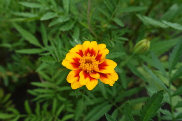French marigolds with single yellow and red flower in mid July