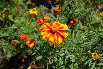 Obraz na płótnie Canvas Reddish yellow flowers of single flowered french marigolds in July