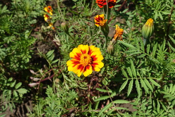 single flowered yellow and red french marigolds in July