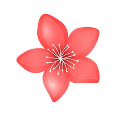 Vector akura flower icon delicate cherry blossom petals spring motives on white