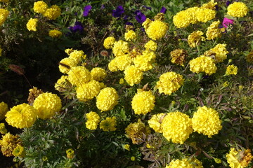 Fading yellow flowers of Tagetes erecta in October