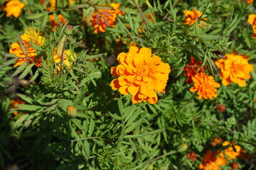 Bright orange flower head of Tagetes patula in July