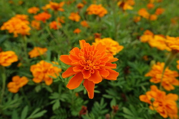 Close view of orange flower of Tagetes patula in July