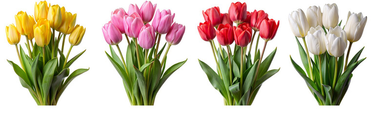Yellow, pink, red and white tulip flowers set isolated. - obrazy, fototapety, plakaty