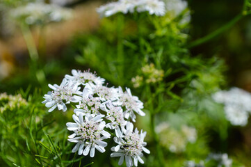 Close up coriander flowers in the garden, agriculture organic plant