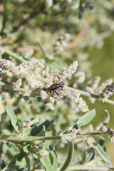 Wild fly on aerva javanica flower plant leaf
